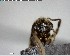  ( - YB-BCI147918)  @11 [ ] CreativeCommons - Attribution (2017) Yves Basset Smithsonian Tropical Research Institute