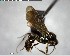  ( - YB-BCI147918)  @11 [ ] CreativeCommons - Attribution (2017) Yves Basset Smithsonian Tropical Research Institute