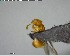  ( - YB-BCI125470)  @12 [ ] CreativeCommons - Attribution (2017) Yves Basset Smithsonian Tropical Research Institute