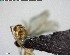  ( - YB-BCI142381)  @12 [ ] CreativeCommons - Attribution (2017) Yves Basset Smithsonian Tropical Research Institute