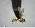  ( - YB-BCI142381)  @14 [ ] CreativeCommons - Attribution (2017) Yves Basset Smithsonian Tropical Research Institute