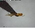  ( - YB-BCI155895)  @13 [ ] CreativeCommons - Attribution (2017) Yves Basset Smithsonian Tropical Research Institute