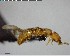  ( - YB-BCI155895)  @14 [ ] CreativeCommons - Attribution (2017) Yves Basset Smithsonian Tropical Research Institute