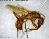  ( - YB-BCI147636)  @13 [ ] CreativeCommons - Attribution (2017) Yves Basset Smithsonian Tropical Research Institute