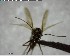  ( - YB-BCI144356)  @12 [ ] CreativeCommons - Attribution (2017) Yves Basset Smithsonian Tropical Research Institute