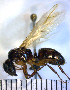  (Camponotus ACH1136 - YB-BCI64465)  @15 [ ] No Rights Reserved  Unspecified Unspecified