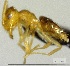  (Brachymyrmex heeri - YB-BCI163498)  @14 [ ] No Rights Reserved  Unspecified Unspecified