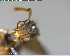  ( - YB-BCI146126)  @11 [ ] CreativeCommons - Attribution (2017) Yves Basset Smithsonian Tropical Research Institute