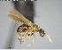  ( - YB-BCI146126)  @11 [ ] CreativeCommons - Attribution (2017) Yves Basset Smithsonian Tropical Research Institute