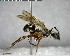  ( - YB-BCI143505)  @12 [ ] CreativeCommons - Attribution (2017) Yves Basset Smithsonian Tropical Research Institute