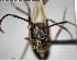  ( - YB-BCI146945)  @12 [ ] CreativeCommons - Attribution (2017) Yves Basset Smithsonian Tropical Research Institute