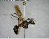  ( - YB-BCI146945)  @12 [ ] CreativeCommons - Attribution (2017) Yves Basset Smithsonian Tropical Research Institute
