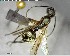  ( - YB-BCI152273)  @12 [ ] CreativeCommons - Attribution (2017) Yves Basset Smithsonian Tropical Research Institute