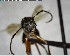  ( - YB-BCI152273)  @12 [ ] CreativeCommons - Attribution (2017) Yves Basset Smithsonian Tropical Research Institute