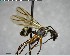  ( - YB-BCI152273)  @12 [ ] CreativeCommons - Attribution (2017) Yves Basset Smithsonian Tropical Research Institute