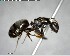  ( - YB-BCI141393)  @11 [ ] CreativeCommons - Attribution (2017) Yves Basset Smithsonian Tropical Research Institute