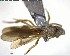  ( - YB-BCI143870)  @11 [ ] CreativeCommons - Attribution (2017) Yves Basset Smithsonian Tropical Research Institute