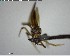  ( - YB-BCI143870)  @11 [ ] CreativeCommons - Attribution (2017) Yves Basset Smithsonian Tropical Research Institute