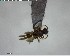 ( - YB-BCI126032)  @12 [ ] CreativeCommons - Attribution (2017) Yves Basset Smithsonian Tropical Research Institute