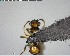  ( - YB-BCI126032)  @12 [ ] CreativeCommons - Attribution (2017) Yves Basset Smithsonian Tropical Research Institute