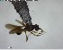  ( - YB-BCI138041)  @12 [ ] CreativeCommons - Attribution (2017) Yves Basset Smithsonian Tropical Research Institute