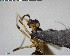  ( - YB-BCI138041)  @12 [ ] CreativeCommons - Attribution (2017) Yves Basset Smithsonian Tropical Research Institute
