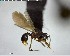  (Cyphomyrmex AAP2289 - YB-BCI138041)  @13 [ ] CreativeCommons - Attribution (2017) Yves Basset Smithsonian Tropical Research Institute