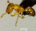  (Solenopsis AAN9169 - YB-BCI160821)  @13 [ ] No Rights Reserved  Unspecified Unspecified