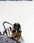  ( - YB-BCI157146)  @12 [ ] CreativeCommons - Attribution (2017) Yves Basset Smithsonian Tropical Research Institute