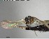  ( - YB-BCI124849)  @12 [ ] CreativeCommons - Attribution (2017) Yves Basset Smithsonian Tropical Research Institute