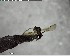  ( - YB-BCI124849)  @12 [ ] CreativeCommons - Attribution (2017) Yves Basset Smithsonian Tropical Research Institute