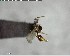  ( - YB-BCI137571)  @11 [ ] CreativeCommons - Attribution (2017) Yves Basset Smithsonian Tropical Research Institute