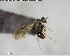  ( - YB-BCI144316)  @13 [ ] CreativeCommons - Attribution (2017) Yves Basset Smithsonian Tropical Research Institute