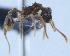  (Myrmicocrypta AAK8708 - YB-BCI29062)  @12 [ ] No Rights Reserved (2011) Unspecified Unspecified