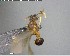  ( - YB-BCI125600)  @12 [ ] CreativeCommons - Attribution (2017) Yves Basset Smithsonian Tropical Research Institute