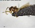  ( - YB-BCI125600)  @12 [ ] CreativeCommons - Attribution (2017) Yves Basset Smithsonian Tropical Research Institute