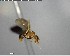  ( - YB-BCI125600)  @12 [ ] CreativeCommons - Attribution (2017) Yves Basset Smithsonian Tropical Research Institute