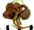  (Sericomyrmex amabilis - YB-BCI15706)  @13 [ ] No Rights Reserved  Unspecified Unspecified