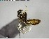  ( - YB-BCI146329)  @12 [ ] CreativeCommons - Attribution (2017) Yves Basset Smithsonian Tropical Research Institute