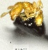  (Solenopsis subterranea - YB-BCI163325)  @13 [ ] No Rights Reserved  Unspecified Unspecified