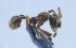  (Apterostigma manni - YB-BCI29113)  @12 [ ] No Rights Reserved (2011) Unspecified Unspecified