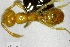  (Solenopsis AAP9747 - YB-BCI161204)  @13 [ ] No Rights Reserved  Unspecified Unspecified