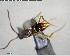  ( - YB-BCI124348)  @12 [ ] CreativeCommons - Attribution (2017) Yves Basset Smithsonian Tropical Research Institute