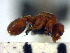  (Octostruma amrishi - YB-BCI42859)  @13 [ ] No Rights Reserved  Unspecified Unspecified