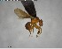  ( - YB-BCI125759)  @13 [ ] CreativeCommons - Attribution (2017) Yves Basset Smithsonian Tropical Research Institute