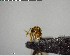  ( - YB-BCI137395)  @12 [ ] CreativeCommons - Attribution (2017) Yves Basset Smithsonian Tropical Research Institute