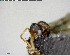  ( - YB-BCI147299)  @12 [ ] CreativeCommons - Attribution (2017) Yves Basset Smithsonian Tropical Research Institute