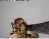  ( - YB-BCI147299)  @12 [ ] CreativeCommons - Attribution (2017) Yves Basset Smithsonian Tropical Research Institute