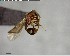  ( - YB-BCI147299)  @13 [ ] CreativeCommons - Attribution (2017) Yves Basset Smithsonian Tropical Research Institute