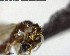 ( - YB-BCI125531)  @12 [ ] CreativeCommons - Attribution (2017) Yves Basset Smithsonian Tropical Research Institute